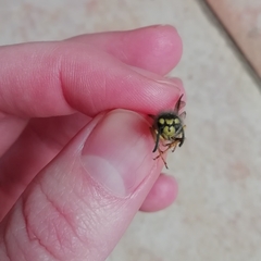Vespula germanica