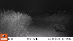 Hystrix africaeaustralis