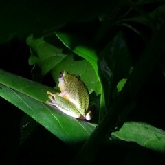 Rhacophorus malabaricus