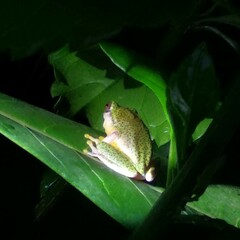 Rhacophorus malabaricus