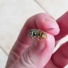 Vespula germanica