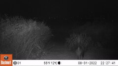 Hystrix africaeaustralis