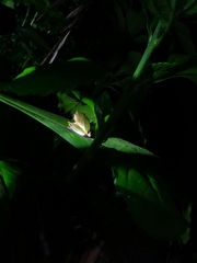 Rhacophorus malabaricus