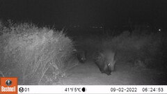 Hystrix africaeaustralis