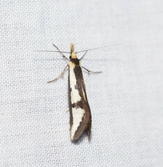 Diapatela semophanes