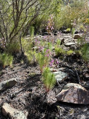 Stylidium laricifolium