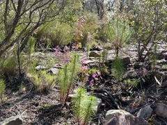 Stylidium laricifolium
