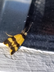 Stenoscaptia venusta