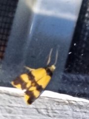 Stenoscaptia venusta