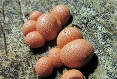 Lycogala epidendrum