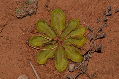 Drosera major