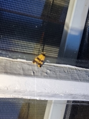 Stenoscaptia venusta