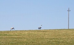 Anthropoides paradiseus