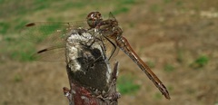 Sympetrum vulgatum