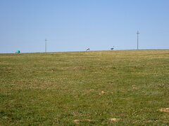 Anthropoides paradiseus