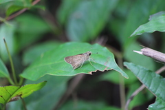 Borbo cinnara