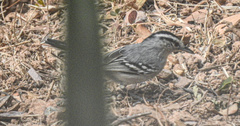 Herpsilochmus atricapillus