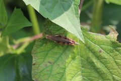 Xenocatantops humilis