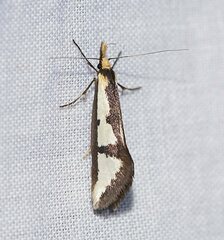 Diapatela semophanes