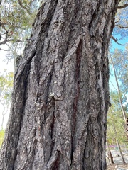 Eucalyptus atrata