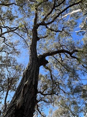 Eucalyptus atrata