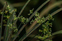 Cyperus alternifolius subsp. flabelliformis image