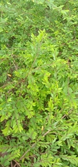 Phyllanthus myrtifolius