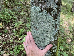 Punctelia appalachensis