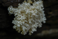 Hericium coralloides