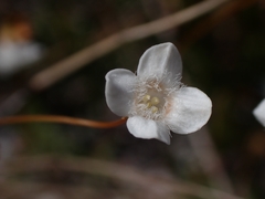 Mitrasacme polymorpha