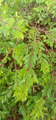 Phyllanthus myrtifolius