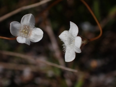 Mitrasacme polymorpha