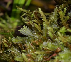 Chiloscyphus pallescens