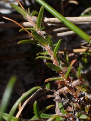 Mitrasacme polymorpha