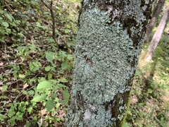 Punctelia appalachensis