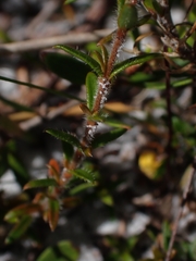 Mitrasacme polymorpha