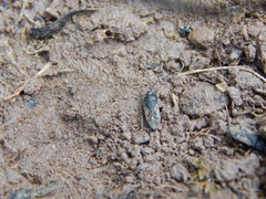 Megalonotus sabulicola