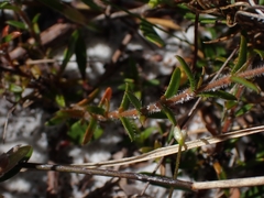 Mitrasacme polymorpha