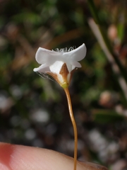 Mitrasacme polymorpha