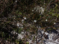 Mitrasacme polymorpha