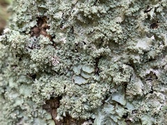 Punctelia appalachensis