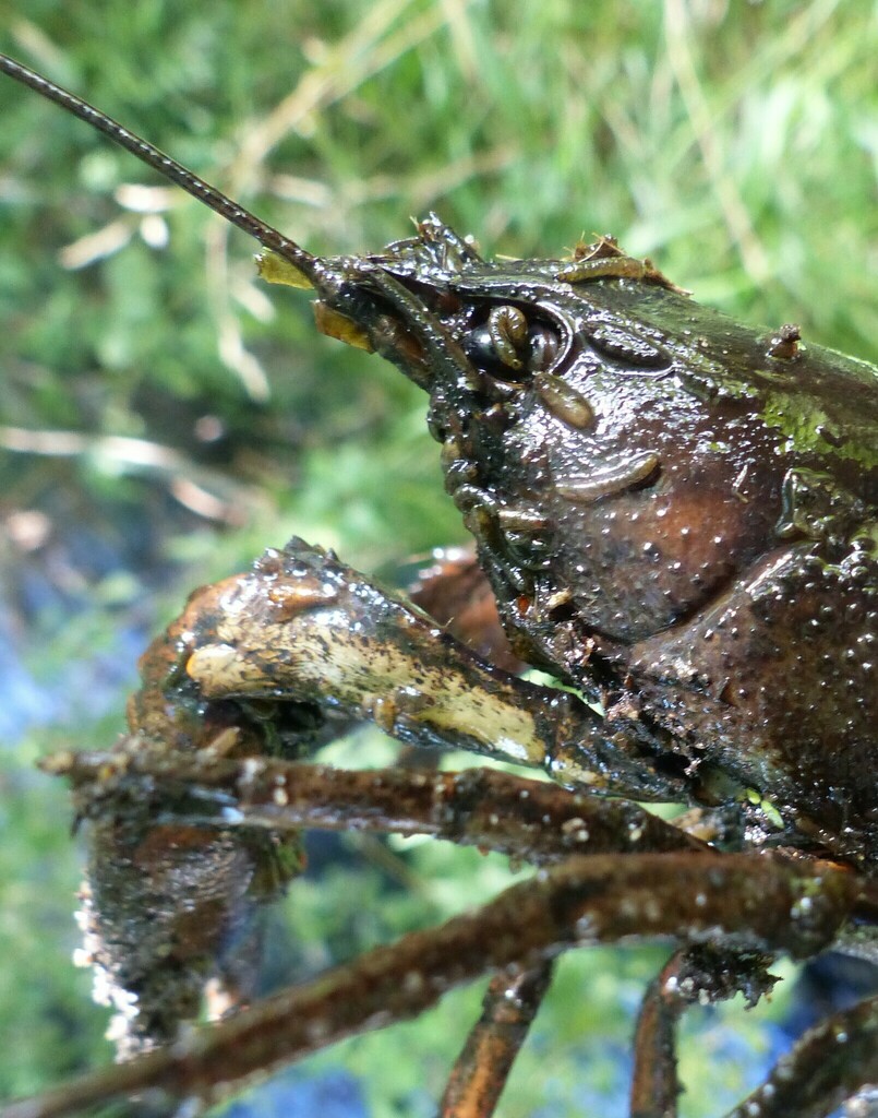 Branchiobdella
