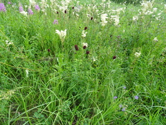 Filipendula stepposa