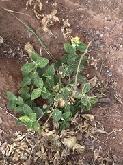 Sida cordifolia
