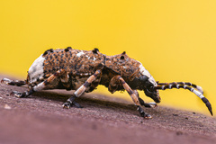 Platystomos albinus
