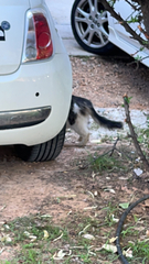 Felis catus