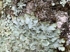 Punctelia appalachensis