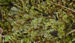 Chiloscyphus pallescens