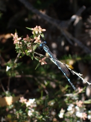 Austrolestes minjerriba