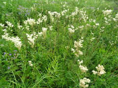 Filipendula stepposa
